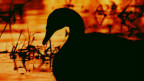 Swans Buddha sculpture in sunset